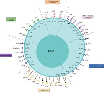 The Role of Type 2 Innate Lymphoid Cells in Allergic Diseases